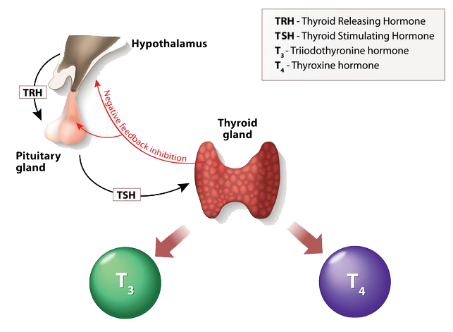 What food to eat and avoid in thyroid disorder? | Diet Plus Minus